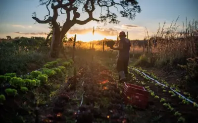 Alimentos orgânicos e agroecológicos recebem apenas 0,02% dos créditos da agricultura familiar
