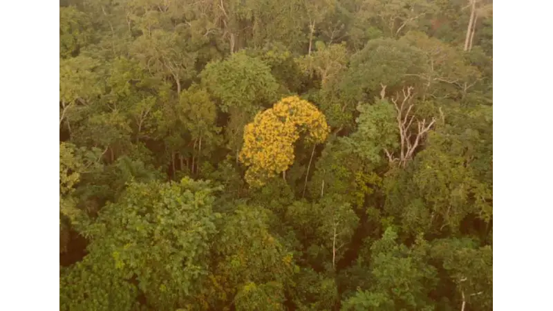 Altas temperaturas sobre as árvores da Amazônia pode ter danos irreparáveis