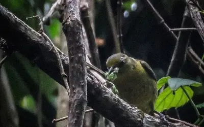 Amantes da natureza ajudam biólogos a estudar os pássaros através de registros