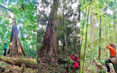 Amazônia abriga 55 milhões de árvores gigantes com mais de 60 metros de altura