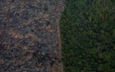 Amazônia perdeu 2,5 bi de árvores desde 2015 por seca e incêndios