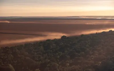 A Resiliência da Amazônia: estudo de 20 anos descarta savanização, mas alerta para perda de diversidade após incêndios