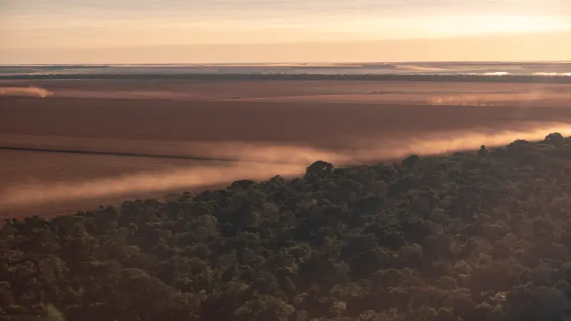 A Resiliência da Amazônia: estudo de 20 anos descarta savanização, mas alerta para perda de diversidade após incêndios
