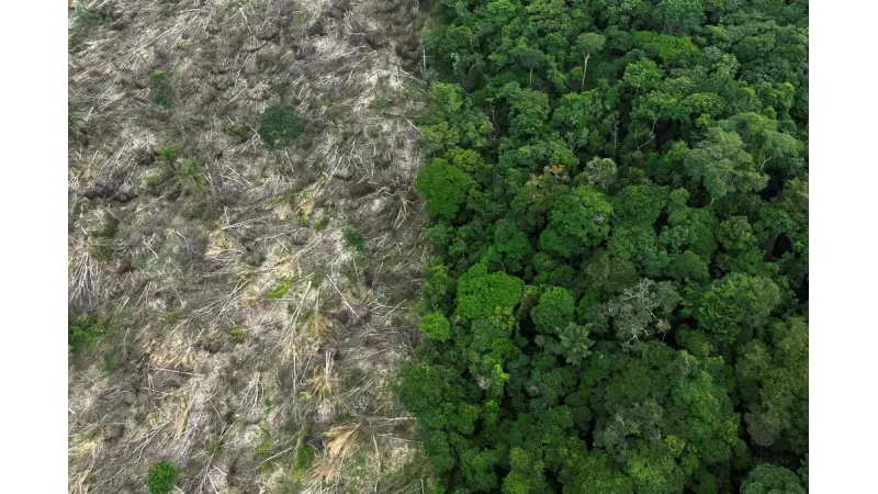 Amazônia teve desmatamento em 900 mil hectares, redução de 22%