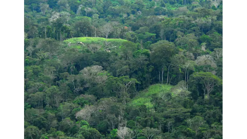 A Amazônia foi moldada por antigos sistemas agroflorestais