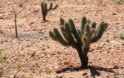 Ameaçada pela desertificação, Caatinga terá 10 milhões de hectares recuperados