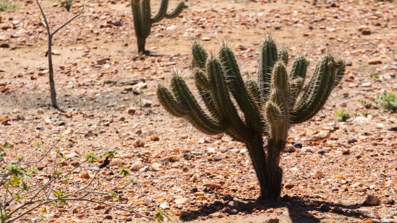 Ameaçada pela desertificação, Caatinga terá 10 milhões de hectares recuperados
