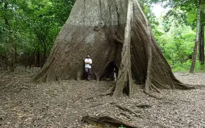 Anéis de árvores revelam intensificação das chuvas e secas na Amazônia