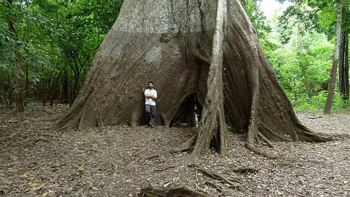 Anéis de árvores revelam intensificação das chuvas e secas na Amazônia