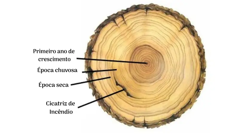 Anéis de crescimento das árvores denunciam aumento do aquecimento global