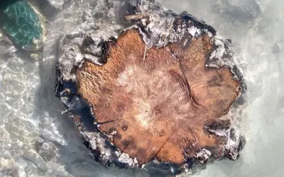Anéis de crescimento de árvores revelam tempestade solar ocorrida há cerca de 14.300 anos