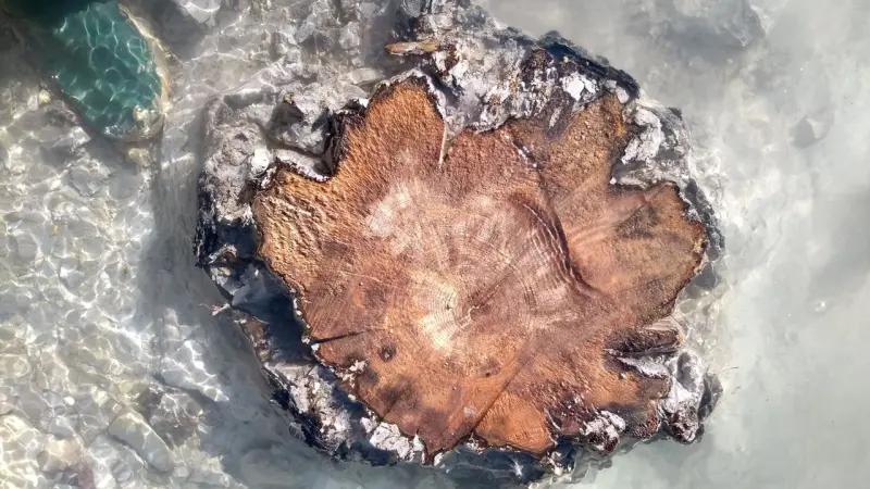 Anéis de crescimento de árvores revelam tempestade solar ocorrida há cerca de 14.300 anos