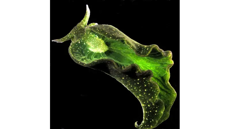 Existem animais que fazem fotossíntese? Conheça as espécies movidas pela luz do Sol