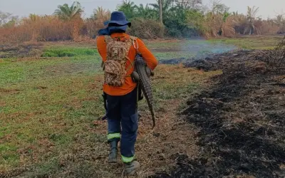 Animais silvestres no Pantanal estão sofrendo com fogo, fome e sede