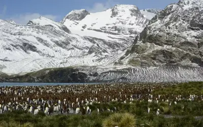 Antártida registra 107 mil hectares de vegetação no verão, revela estudo do MapBiomas