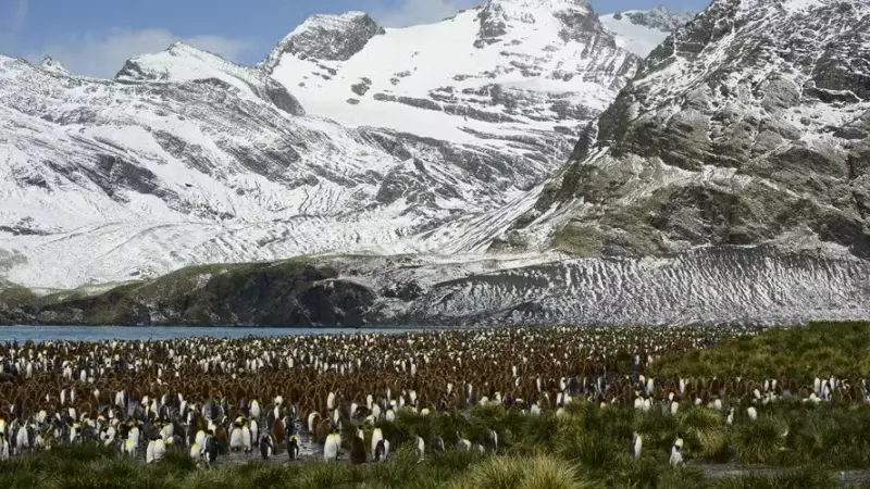 Antártida registra 107 mil hectares de vegetação no verão, revela estudo do MapBiomas