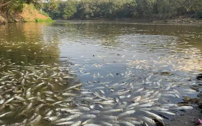 Após Incidente Industrial, Qual é o Estado do Rio Piracicaba que Perdeu 250 Mil Peixes?