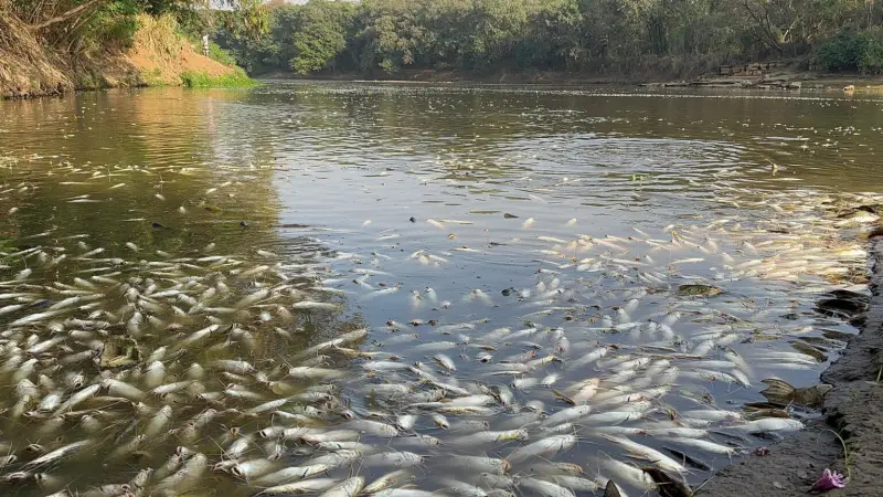 Após Incidente Industrial, Qual é o Estado do Rio Piracicaba que Perdeu 250 Mil Peixes?