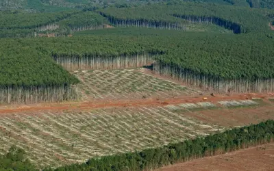 Aprovado Plano Nacional de Florestas Plantadas para fortalecer o segmento no Brasil