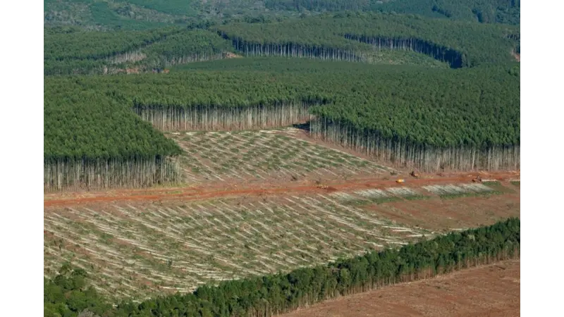 Aprovado Plano Nacional de Florestas Plantadas para fortalecer o segmento no Brasil