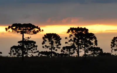Araucária ameaçada: Mudanças climáticas podem reduzir áreas da espécie em até 75%