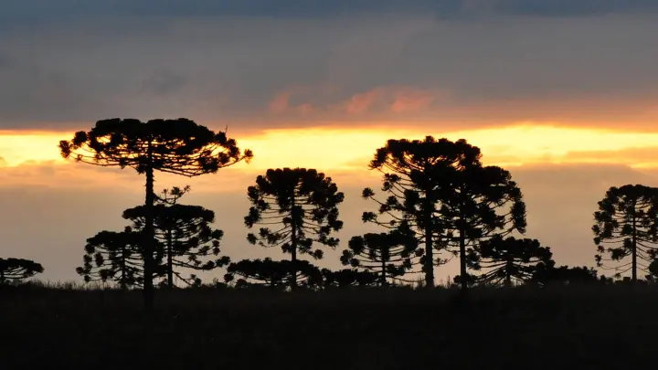 Araucária ameaçada: Mudanças climáticas podem reduzir áreas da espécie em até 75%