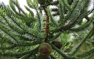 Araucárias que produzem pinhão de forma precoce?