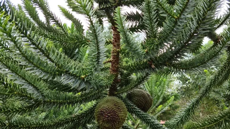 Araucárias que produzem pinhão de forma precoce?
