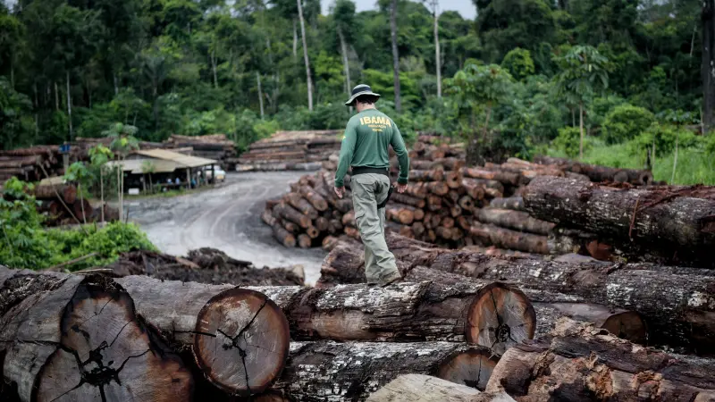 Artigo propõe método para conter extração ilegal de madeira no Brasil