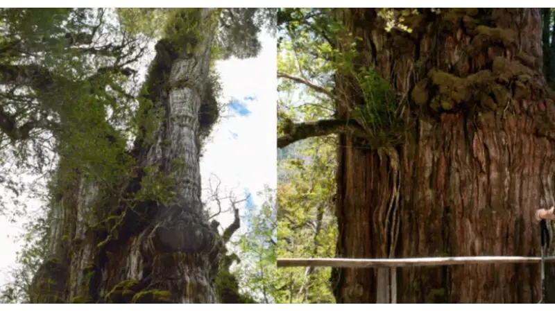 Árvore no Chile está concorrendo a título de ser a mais antiga da Terra