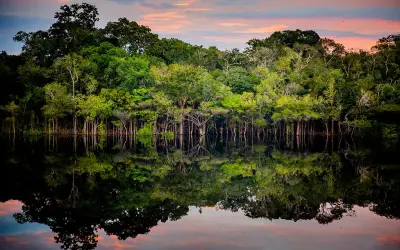 Árvores sentinelas: como a floresta pode ajudar a rastrear o garimpo ilegal na Amazônia