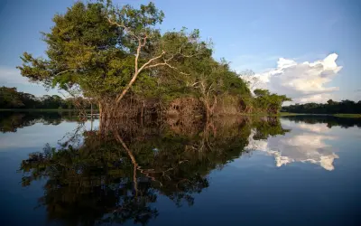 Árvores da Amazônia são "chaminés" de metano mesmo com solo seco