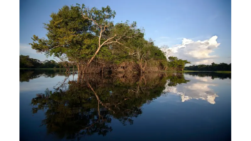 Árvores da Amazônia são "chaminés" de metano mesmo com solo seco