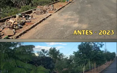As árvores da calçada: um exemplo de resistência e cuidado ambiental