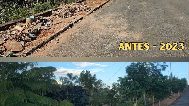 As árvores da calçada: um exemplo de resistência e cuidado ambiental