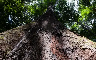 Árvores gigantes do Tumucumaque