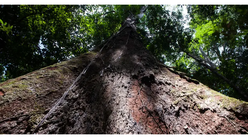 Árvores gigantes do Tumucumaque