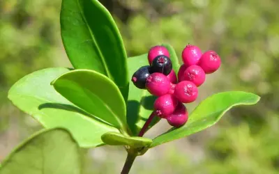 6 árvores da Mata Atlântica que resistem às mudanças climáticas e podem salvar nossas cidades