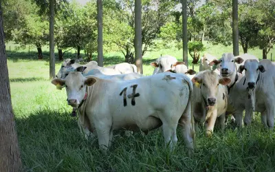 Árvores no pasto melhoram ganho de peso, conforto térmico e reprodução dos animais