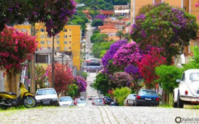 Árvores para plantar sem medo de quebrar a calçada