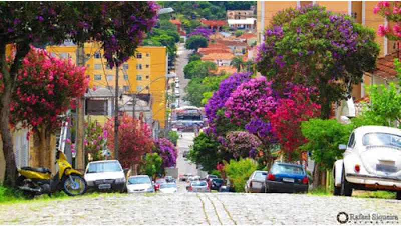 Árvores para plantar sem medo de quebrar a calçada
