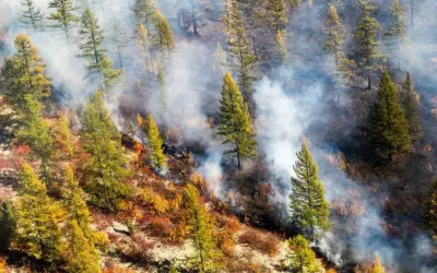 Árvores param de respirar momentaneamente quando há fumaça de incêndios florestais