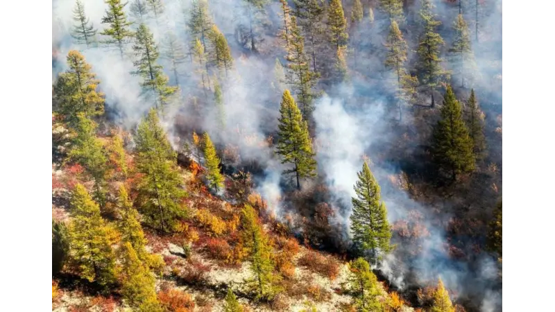 Árvores param de respirar momentaneamente quando há fumaça de incêndios florestais