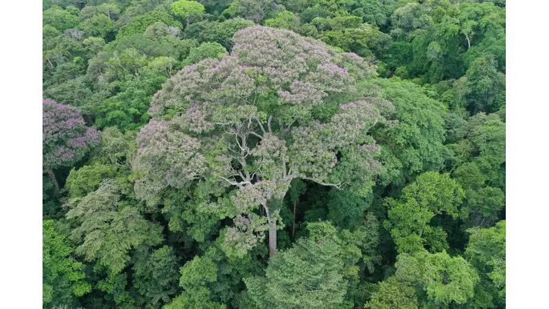 Árvores tropicais podem se beneficiar ao serem atingidas por raios
