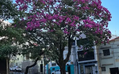 As árvores são as nossas aliadas no combate ao aquecimento dos centros urbanos
