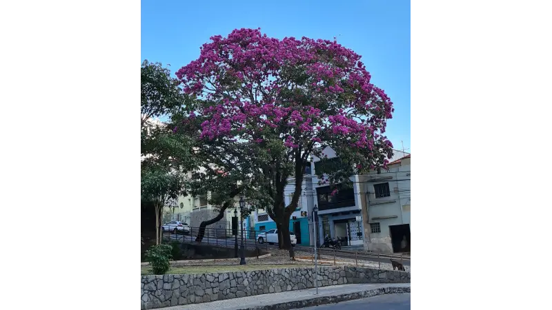 As árvores são as nossas aliadas no combate ao aquecimento dos centros urbanos