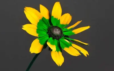 As cores das flores para nós e para os polinizadores