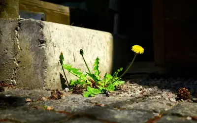 As fascinantes flores urbanas que crescem sobre calçadas