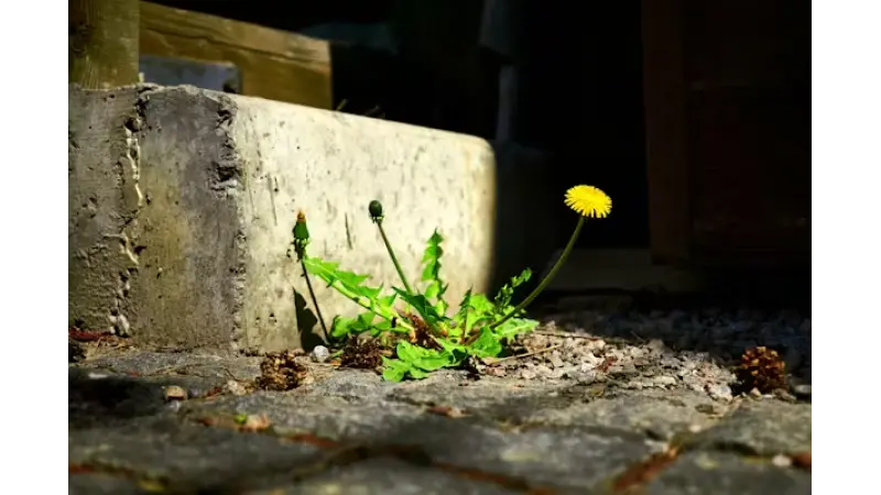As fascinantes flores urbanas que crescem sobre calçadas
