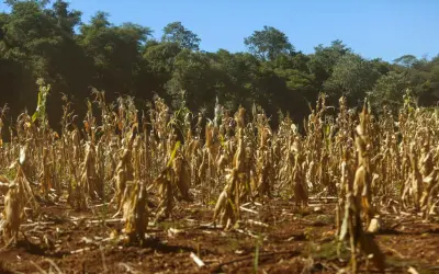As mais recentes diretrizes para o enfrentamento da mudança do clima